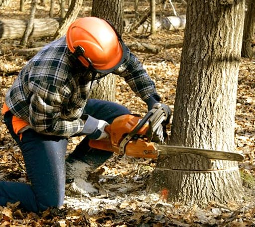 Tree Removal in Hawthorne, WI
